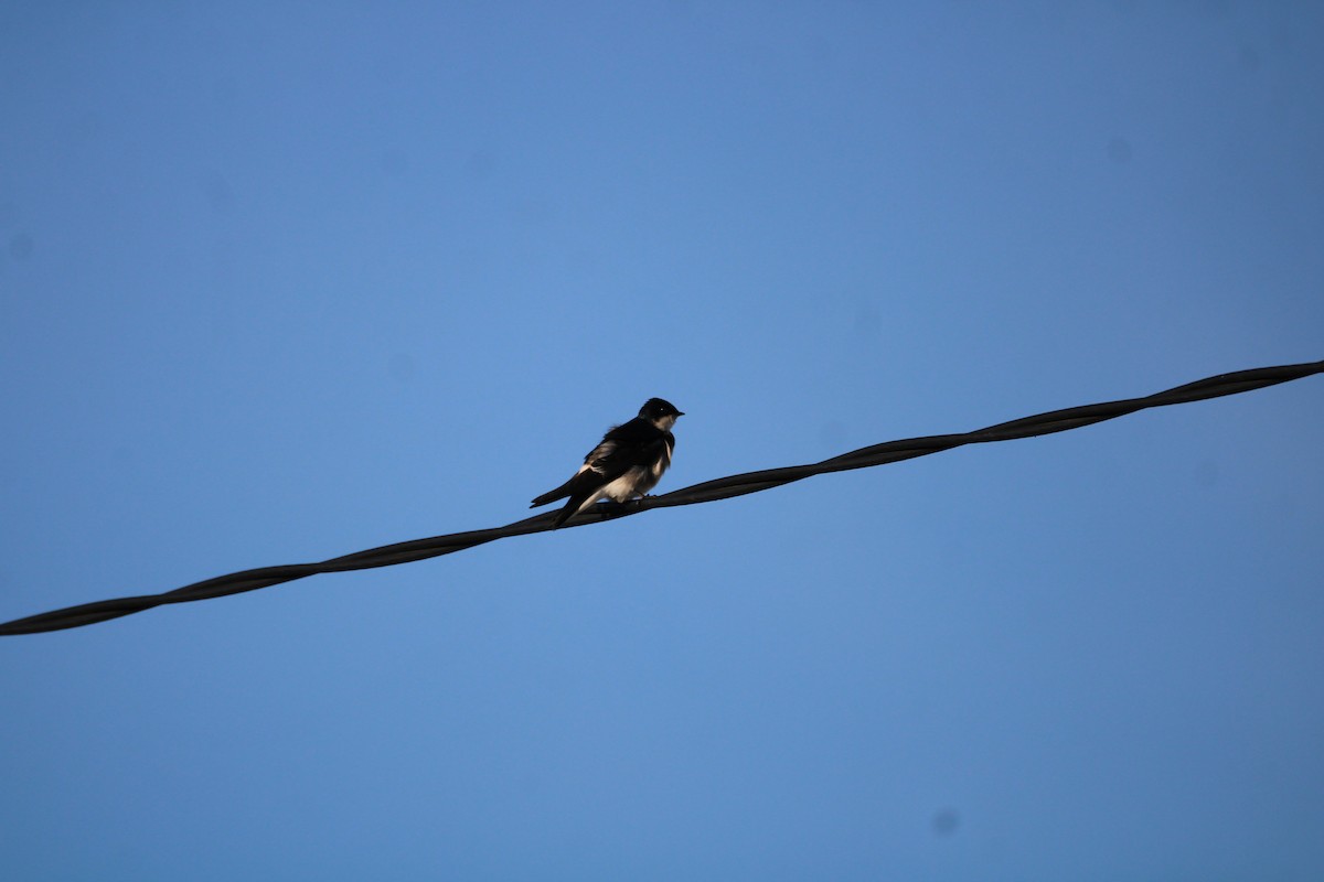 Chilean Swallow - Armando Aranela