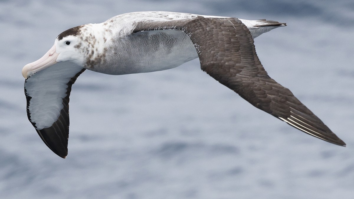 Snowy/Tristan/Antipodean Albatross - ML616939920
