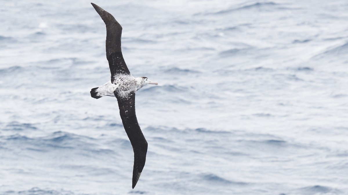 Snowy/Tristan/Antipodean Albatross - ML616939921