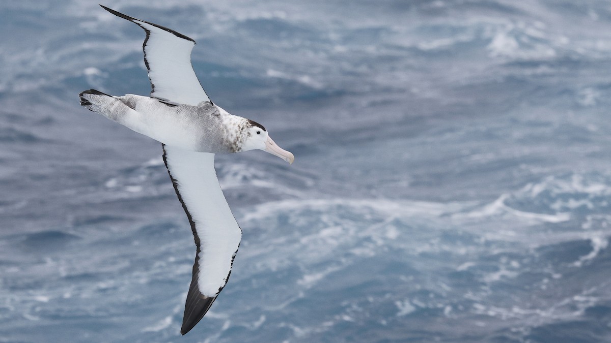 Snowy/Tristan/Antipodean Albatross - ML616939922