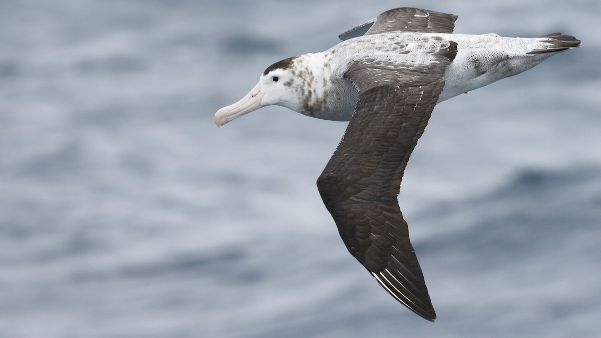 Snowy/Tristan/Antipodean Albatross - Ian L Jones