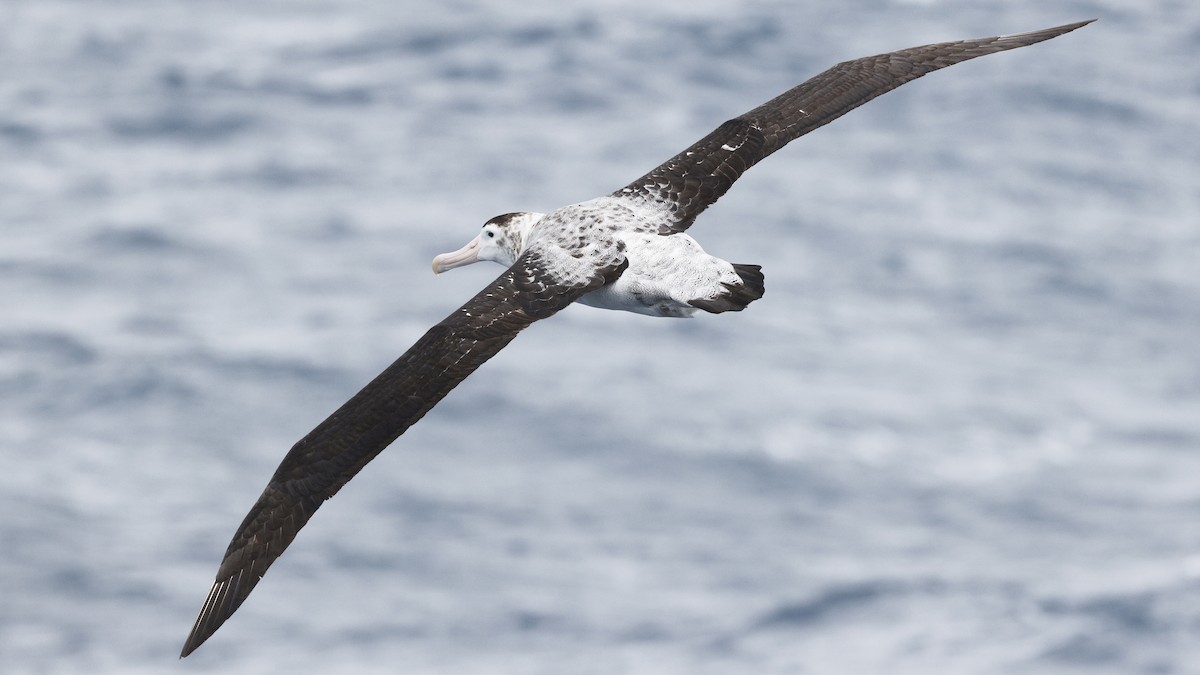 Snowy/Tristan/Antipodean Albatross - ML616939924
