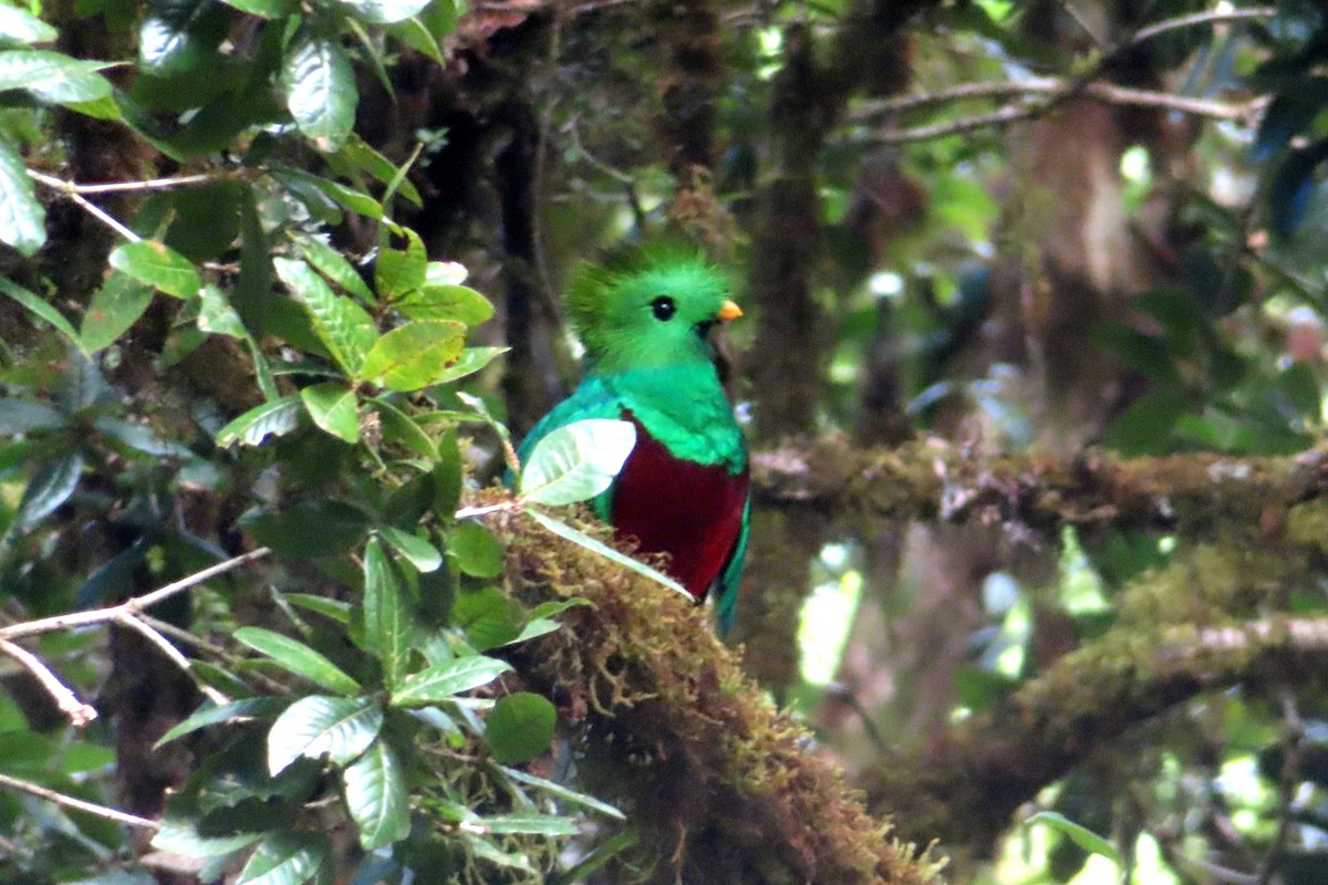 Resplendent Quetzal (Costa Rican) - Margaret Higbee