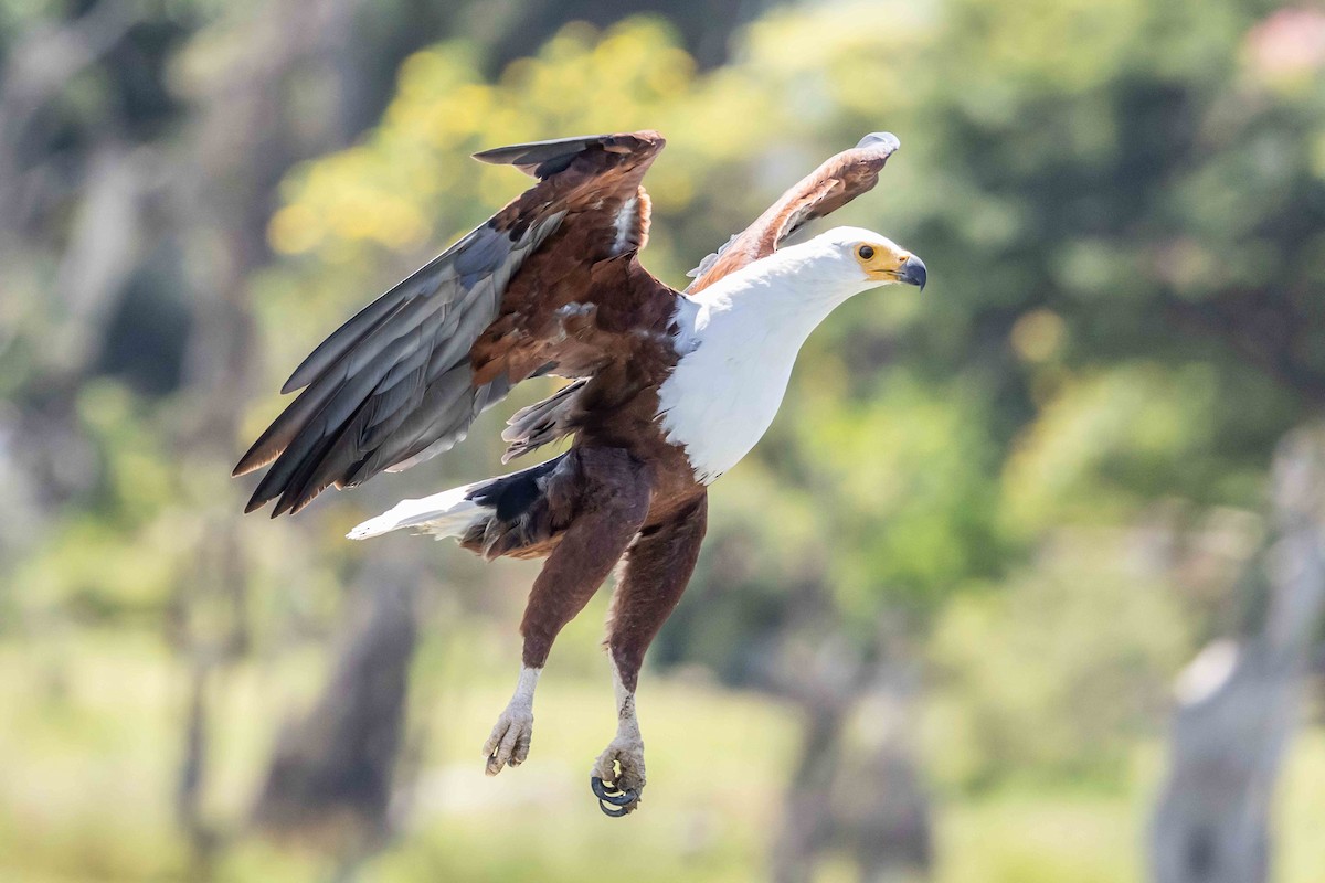 African Fish-Eagle - ML616940121