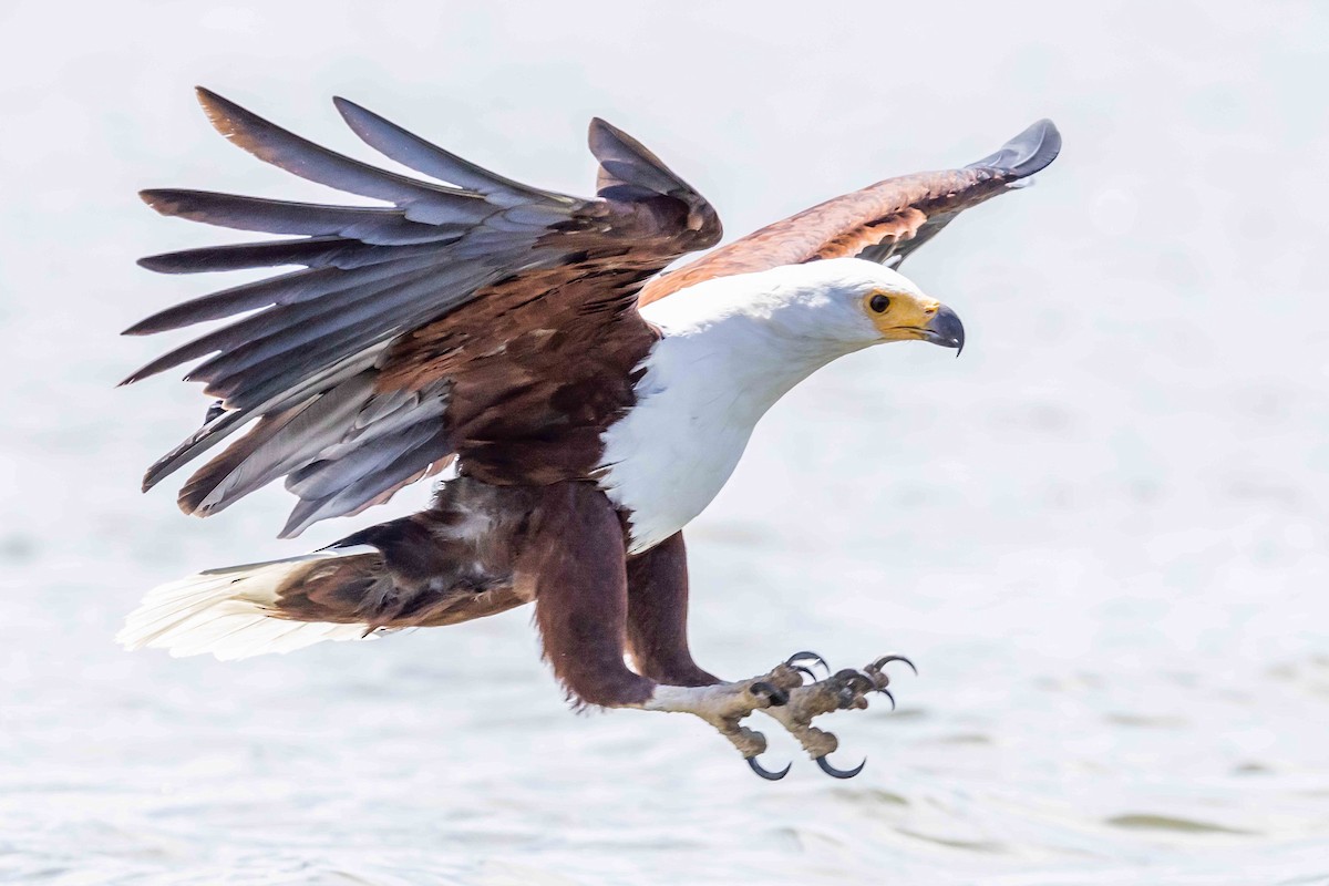African Fish-Eagle - ML616940126