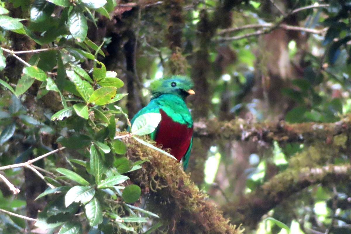 Muhteşem Ketzal (costaricensis) - ML616940177