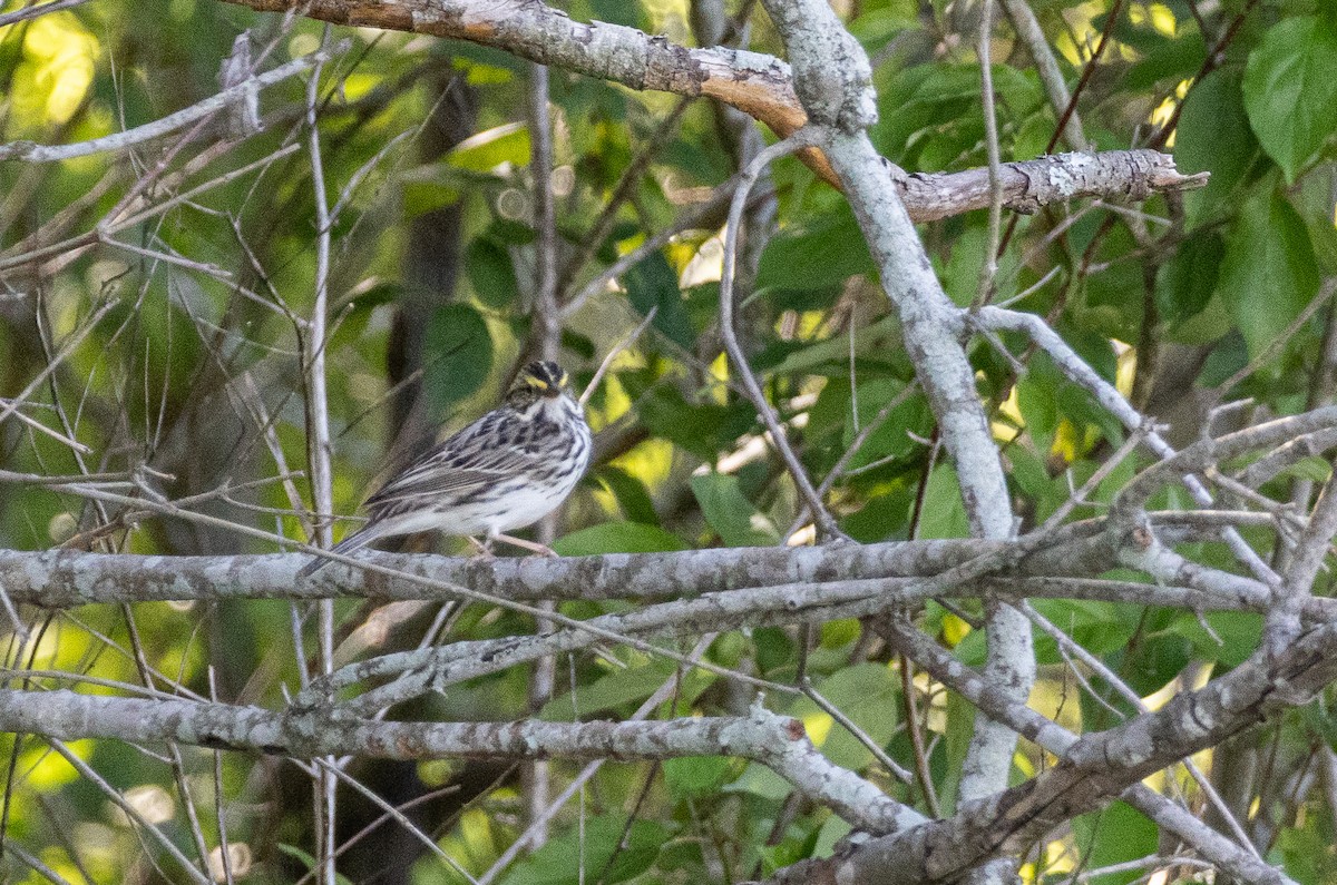 Savannah Sparrow - ML616940233