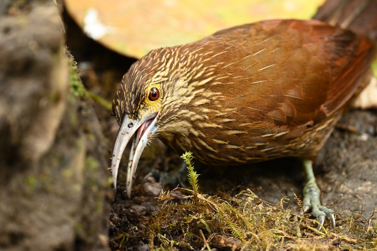 Strong-billed Woodcreeper - ML616940279