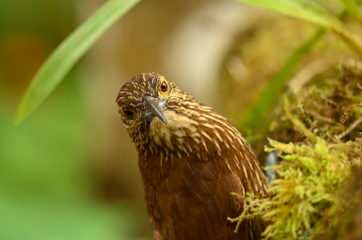 Strong-billed Woodcreeper - ML616940287
