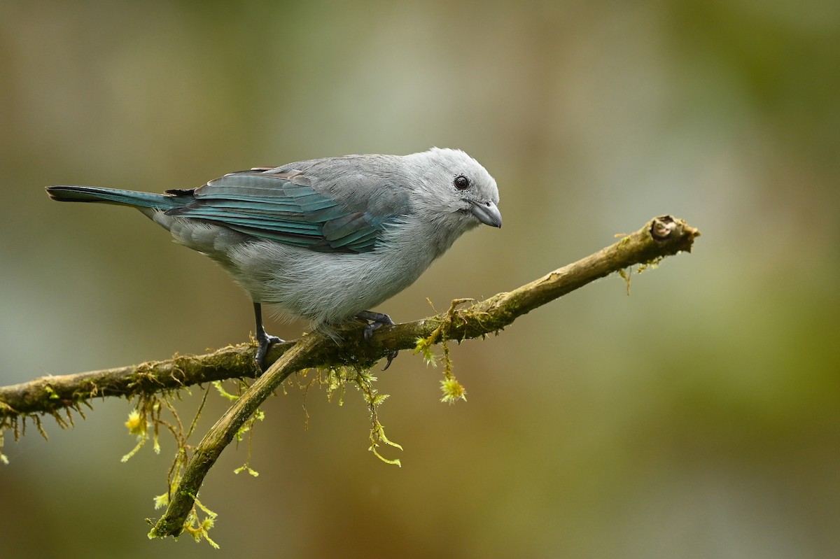 Blue-gray Tanager (Blue-gray) - ML616940302
