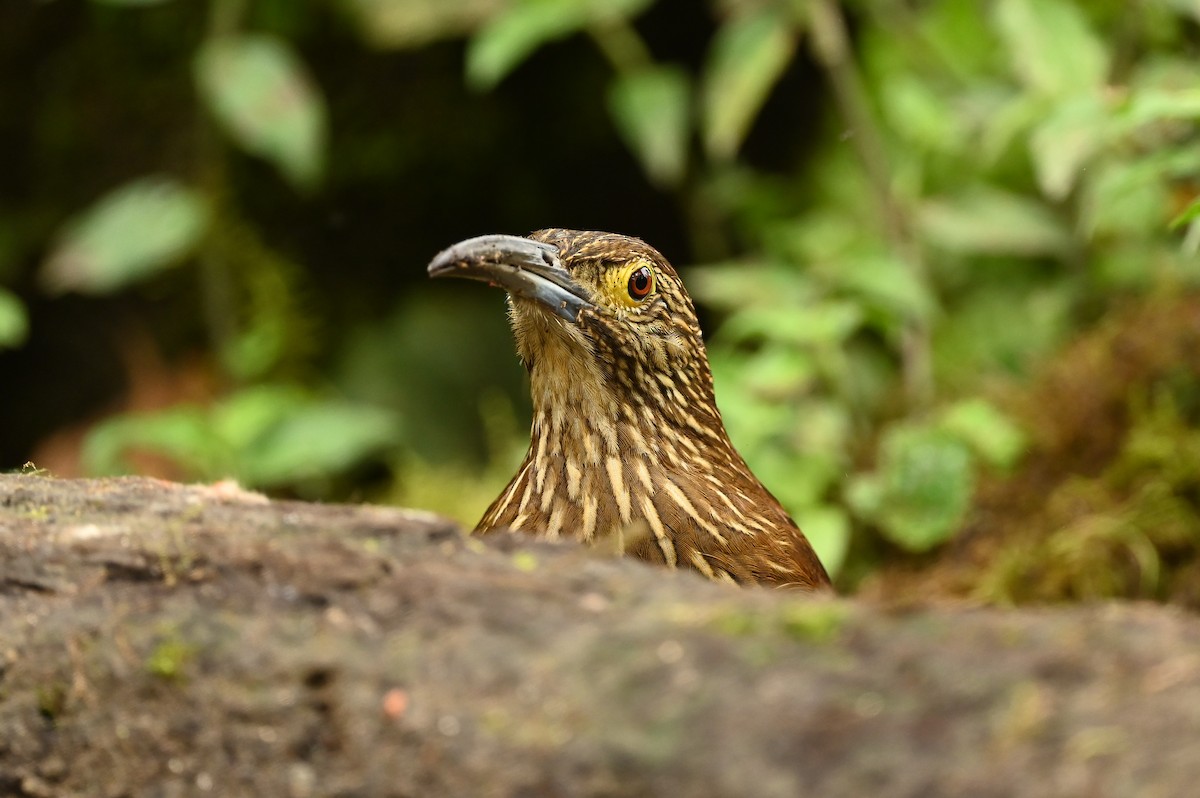 Strong-billed Woodcreeper - ML616940460