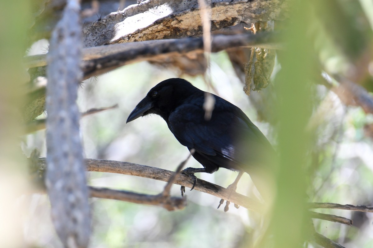 Hispaniolan Palm-Crow - ML616940469