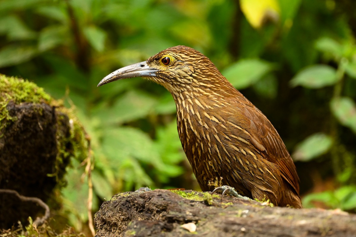 Strong-billed Woodcreeper - ML616940473