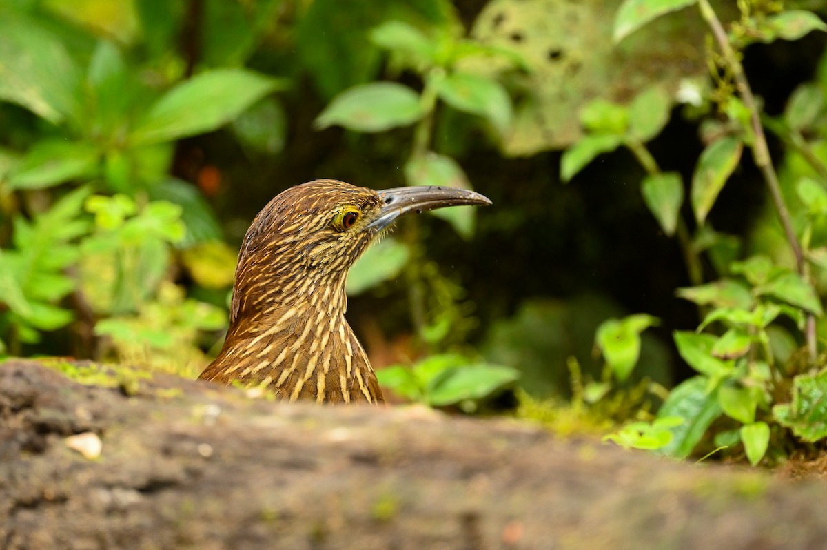 Strong-billed Woodcreeper - ML616940482