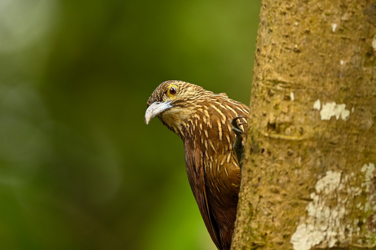 Strong-billed Woodcreeper - ML616940488