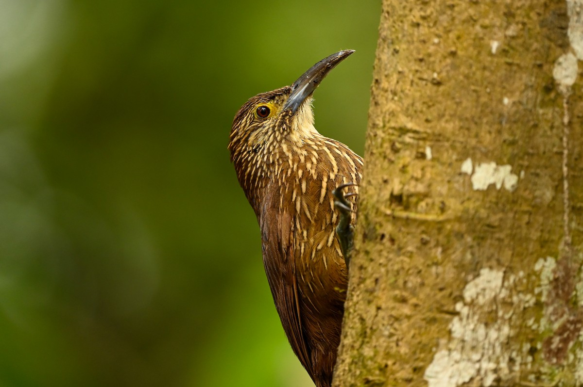 Strong-billed Woodcreeper - ML616940489
