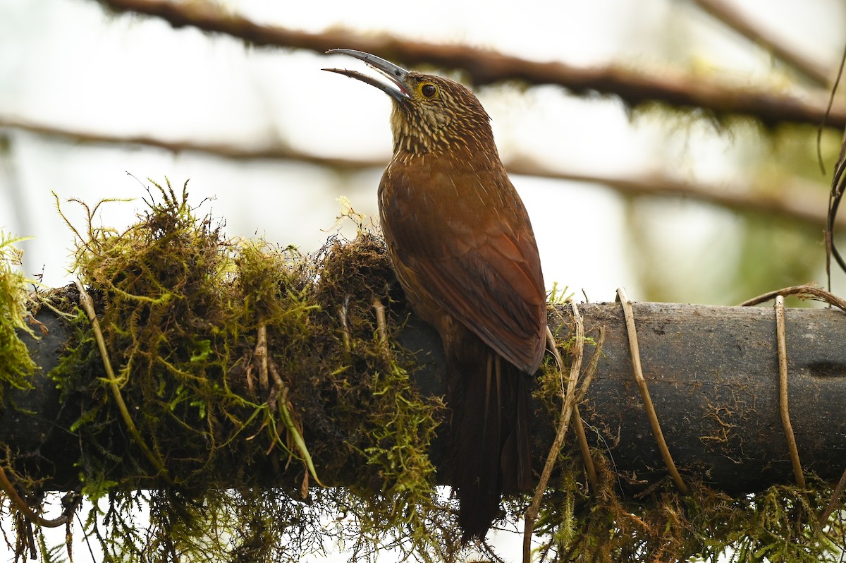 Strong-billed Woodcreeper - ML616940504