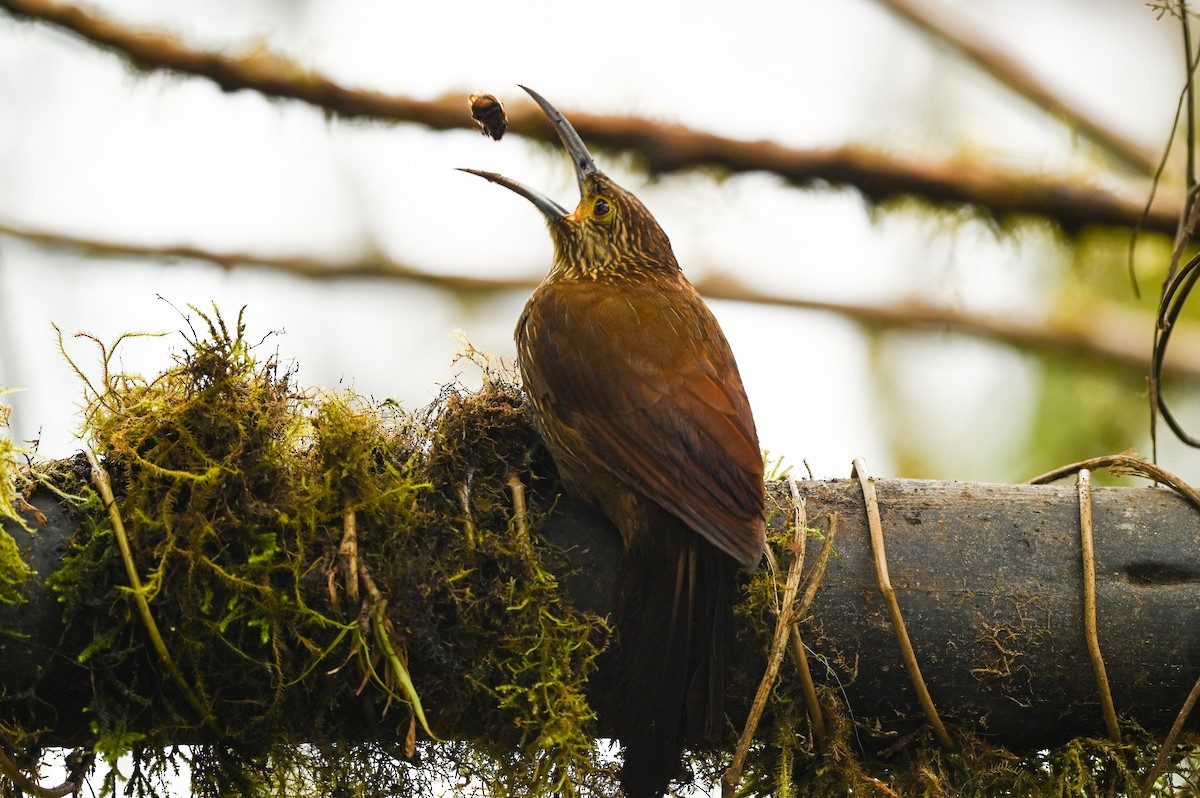 Strong-billed Woodcreeper - ML616940507