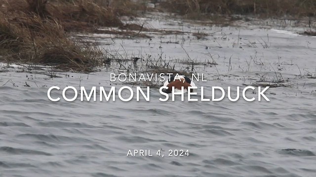 Common Shelduck - ML616940565