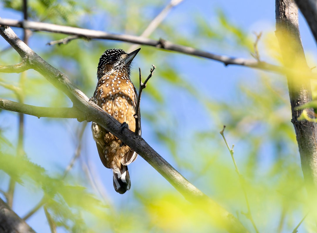 Spotted Piculet - ML616940567