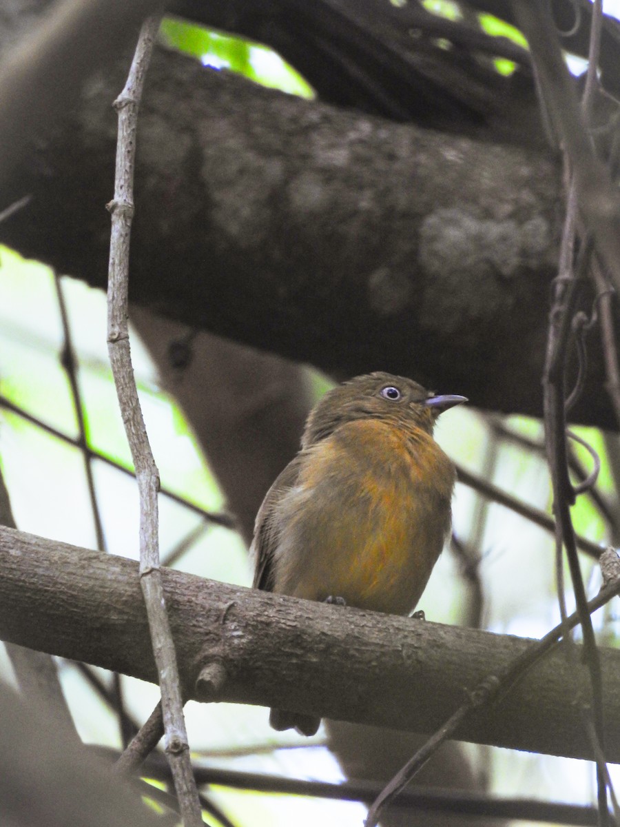Band-tailed Manakin - Moroni - PassarinWeb