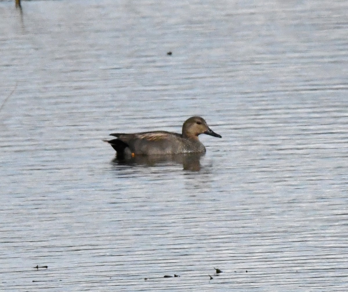 Gadwall (Common) - A Emmerson