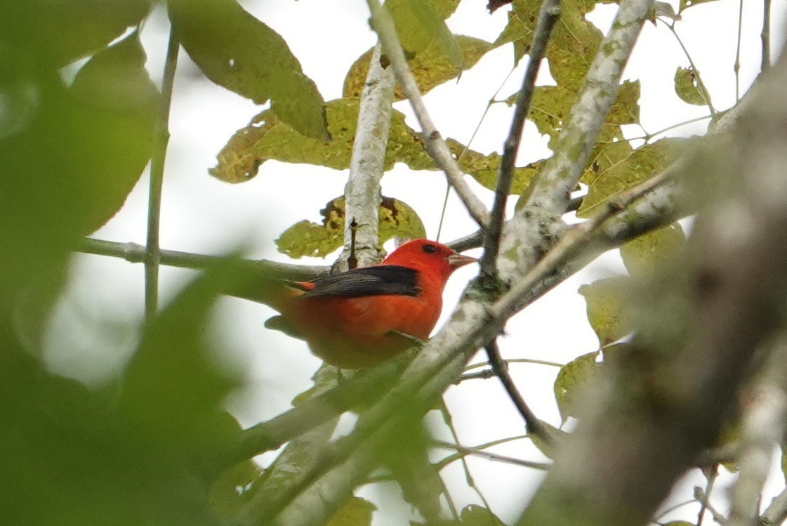 Scarlet Tanager - ML616940982