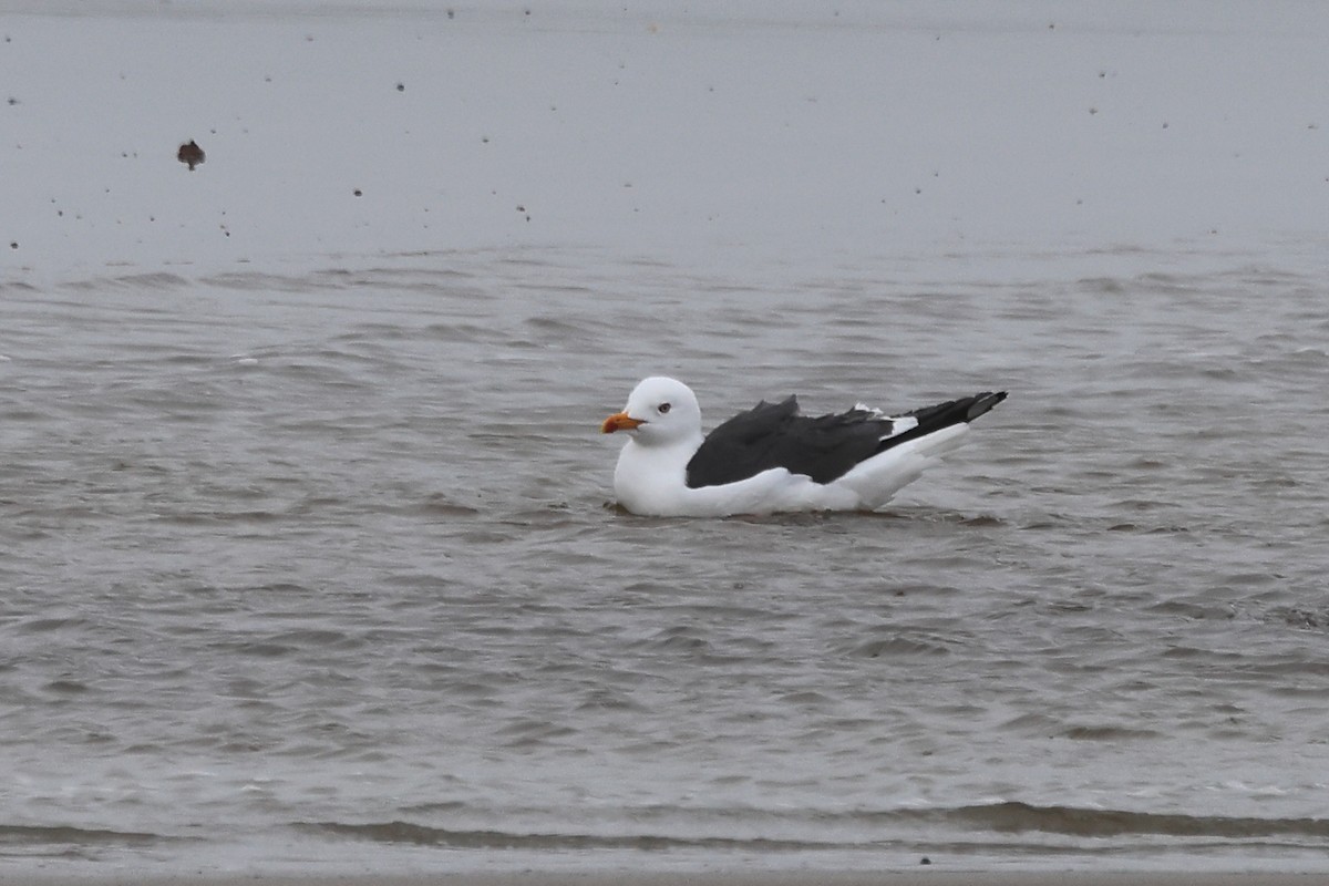 Lesser Black-backed Gull (graellsii) - ML616941042