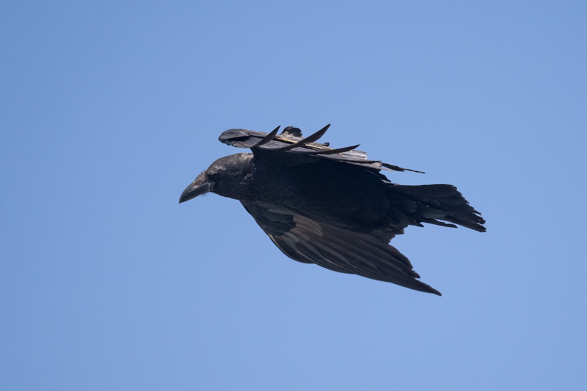 Fan-tailed Raven - ML616941173