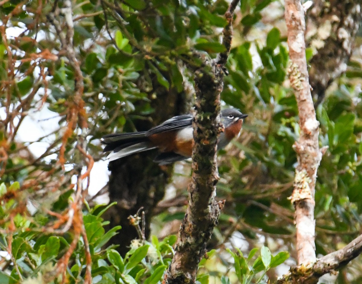 Rufous-throated Solitaire - ML616941189