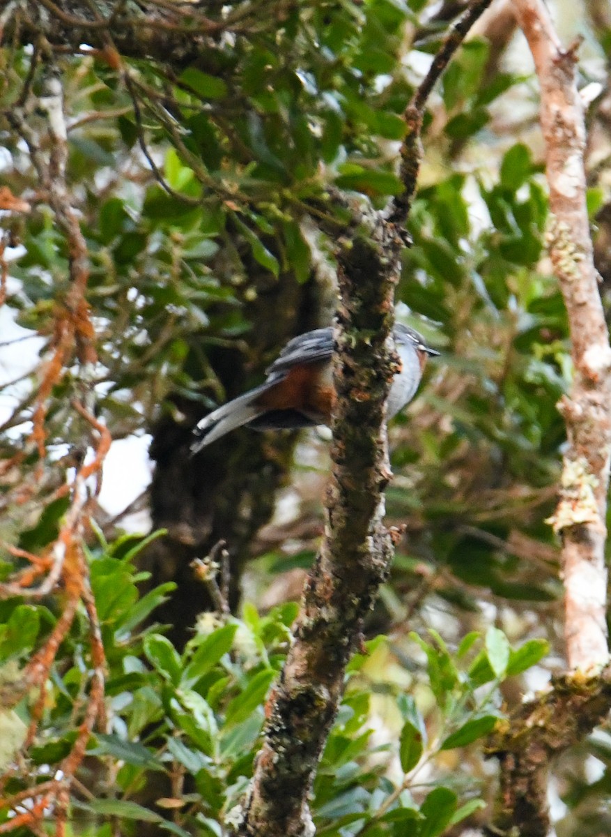 Rufous-throated Solitaire - ML616941192