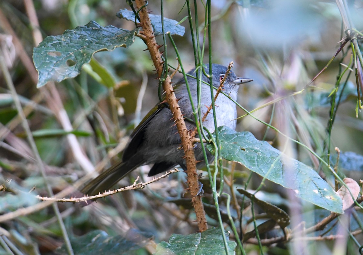 Green-tailed Warbler - ML616941229