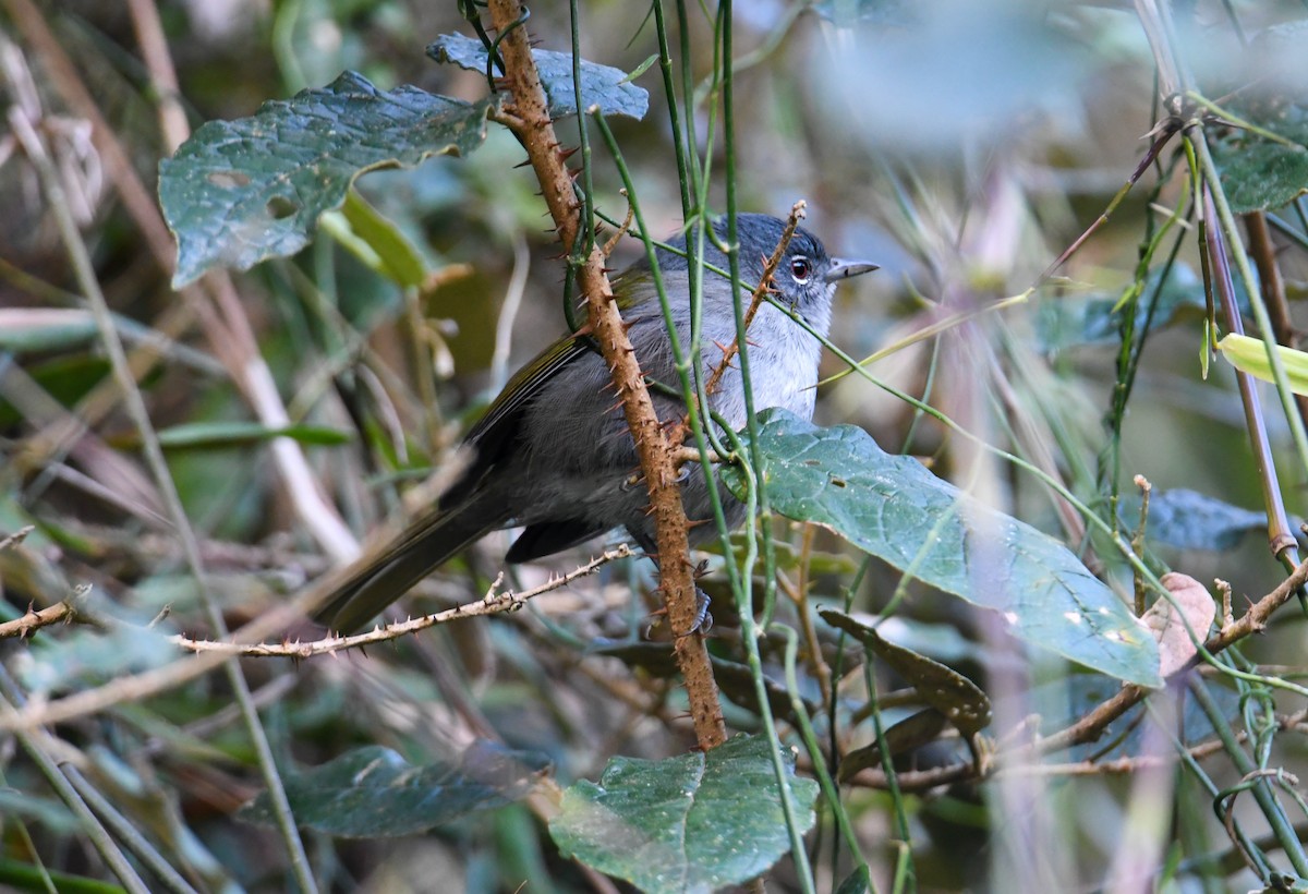 Green-tailed Warbler - ML616941234
