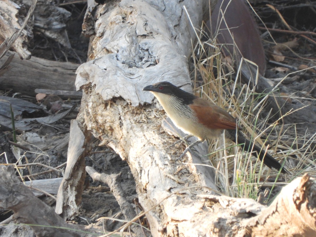 White-browed Coucal (Burchell's) - ML616941287