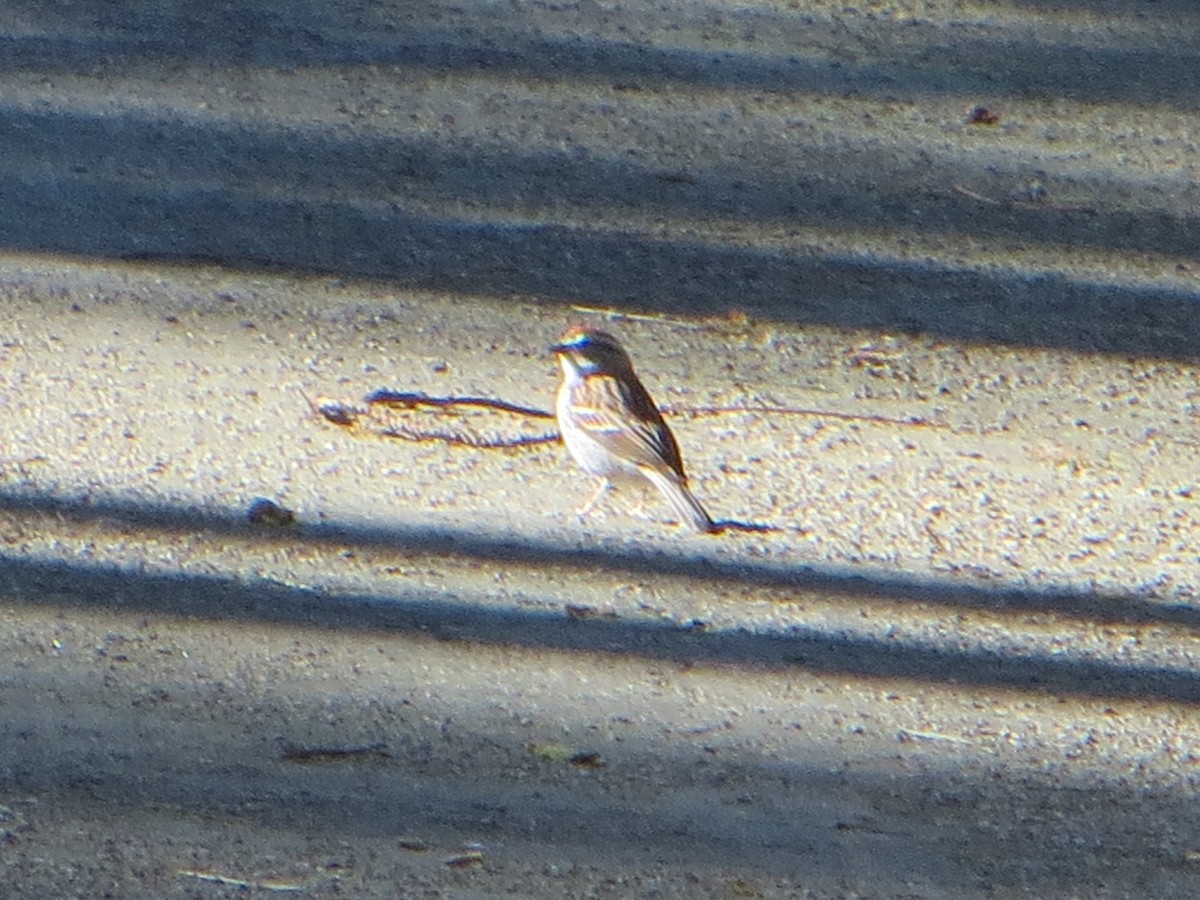 Chipping Sparrow - ML616941382