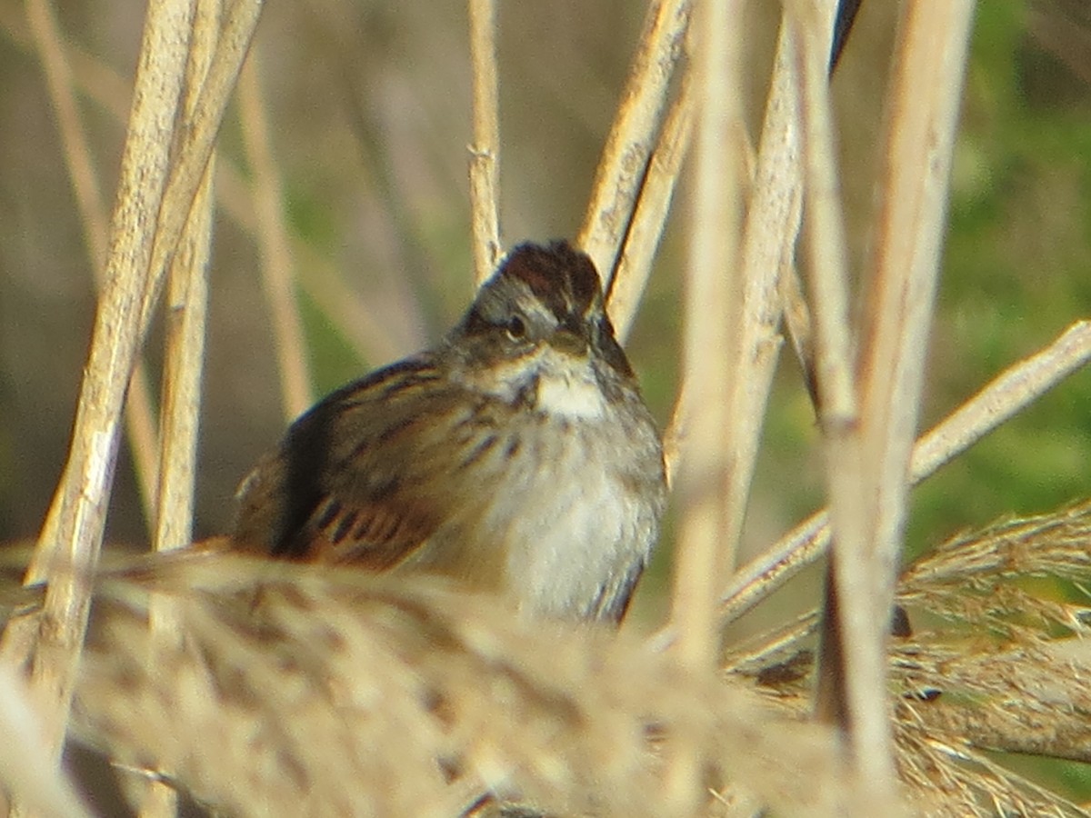 Swamp Sparrow - ML616941389