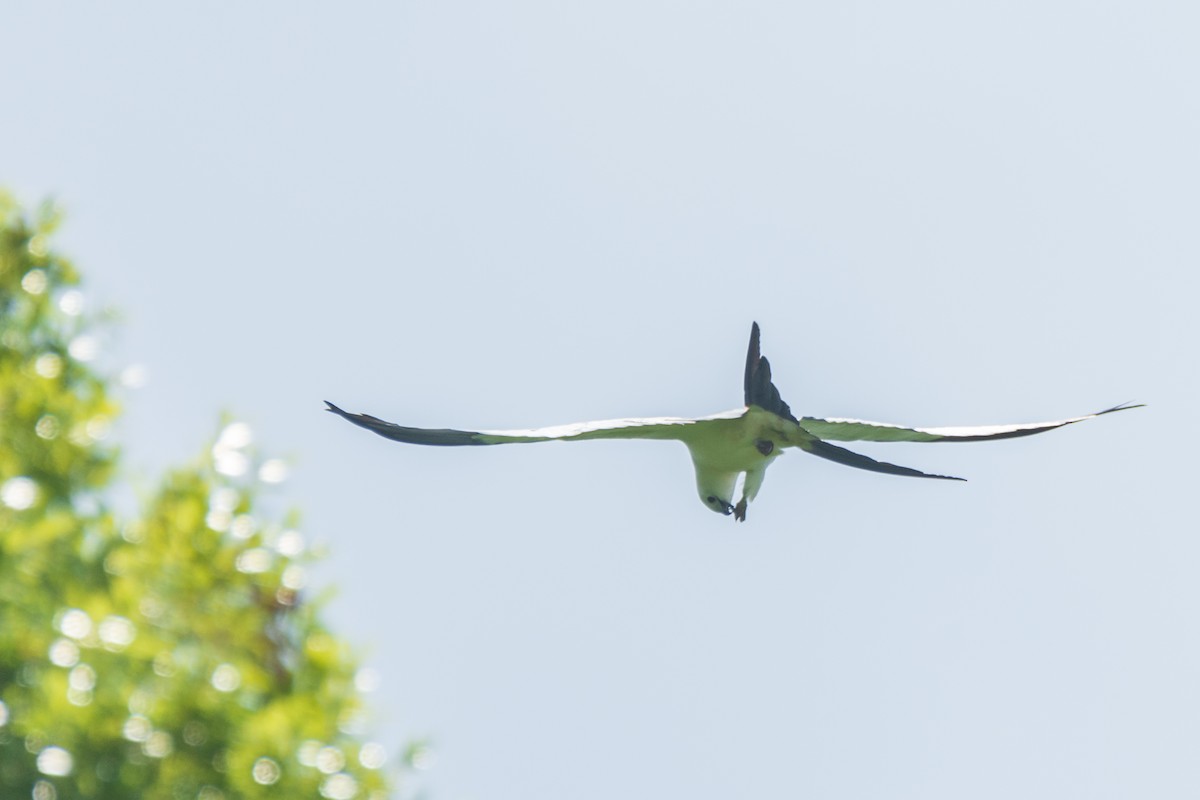 Swallow-tailed Kite - ML616941415