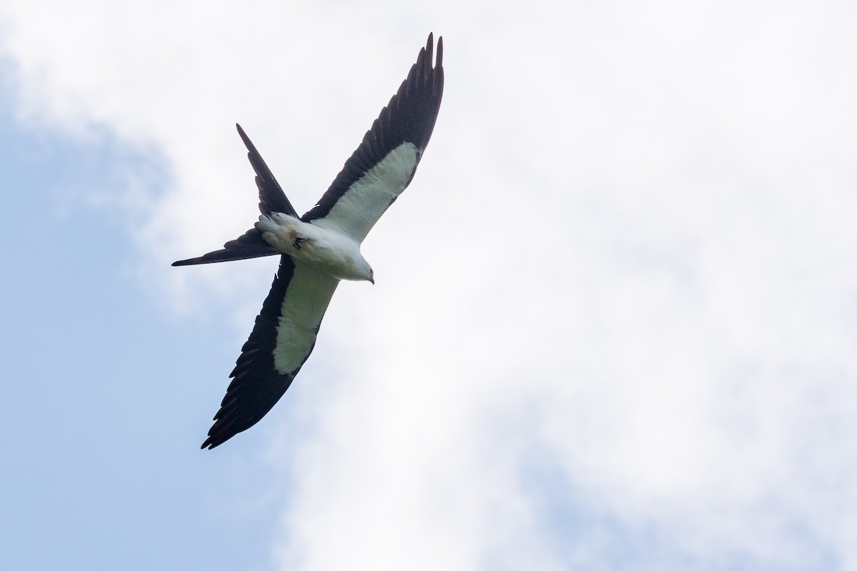 Swallow-tailed Kite - ML616941416
