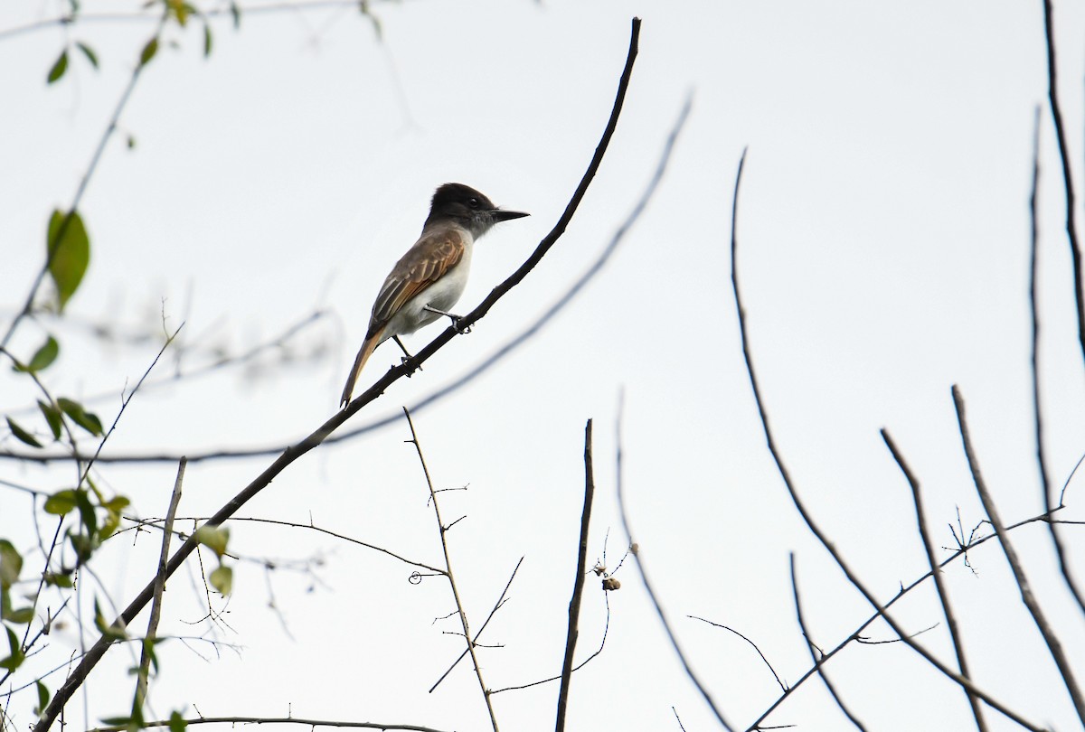 Loggerhead Kingbird (Hispaniolan) - ML616941618