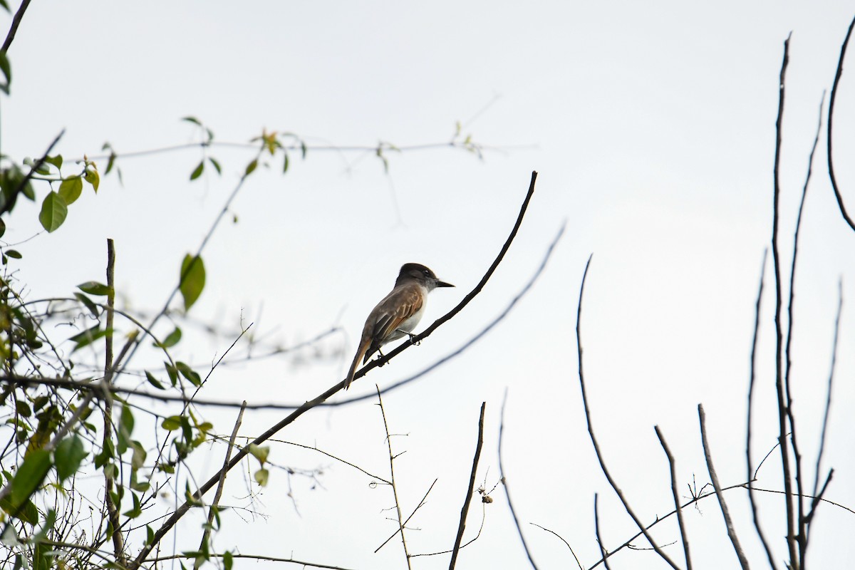 Loggerhead Kingbird (Hispaniolan) - ML616941619