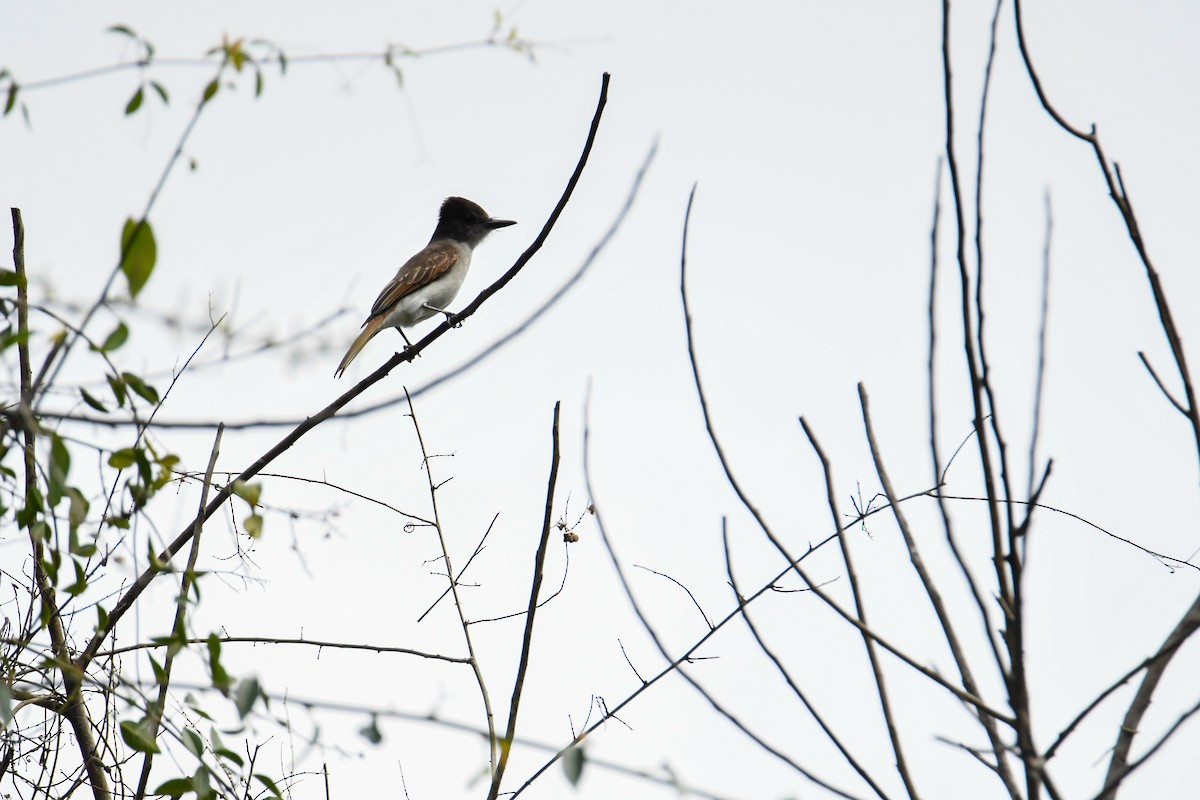 Loggerhead Kingbird (Hispaniolan) - ML616941620