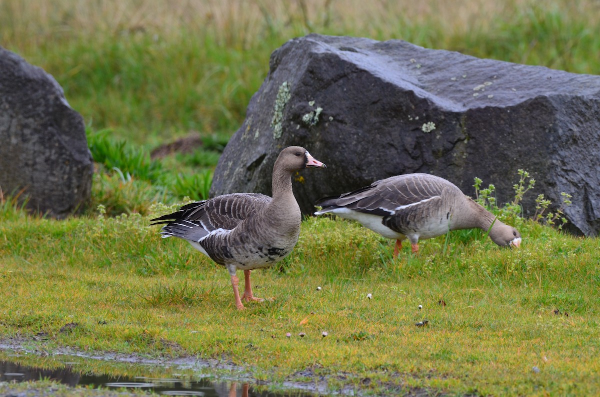 Greater White-fronted Goose - ML616941648