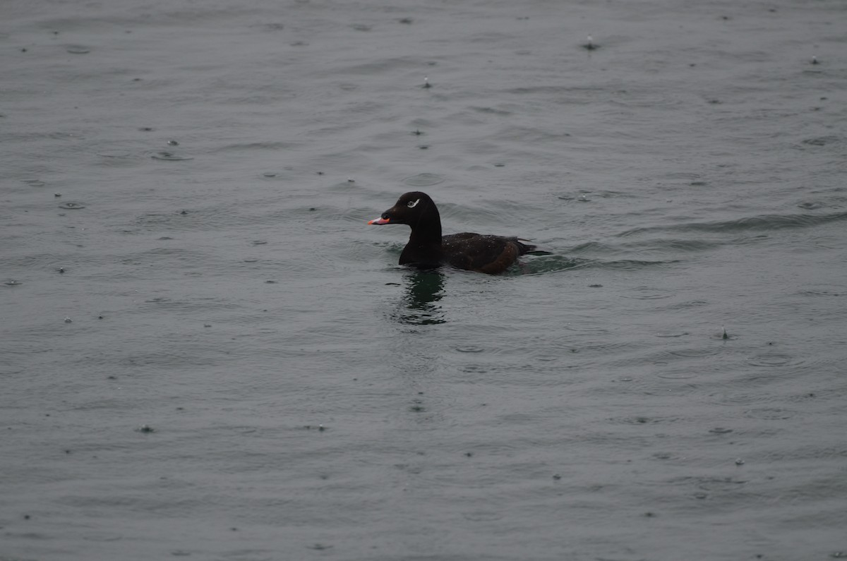 White-winged Scoter - Chad Pumpelly