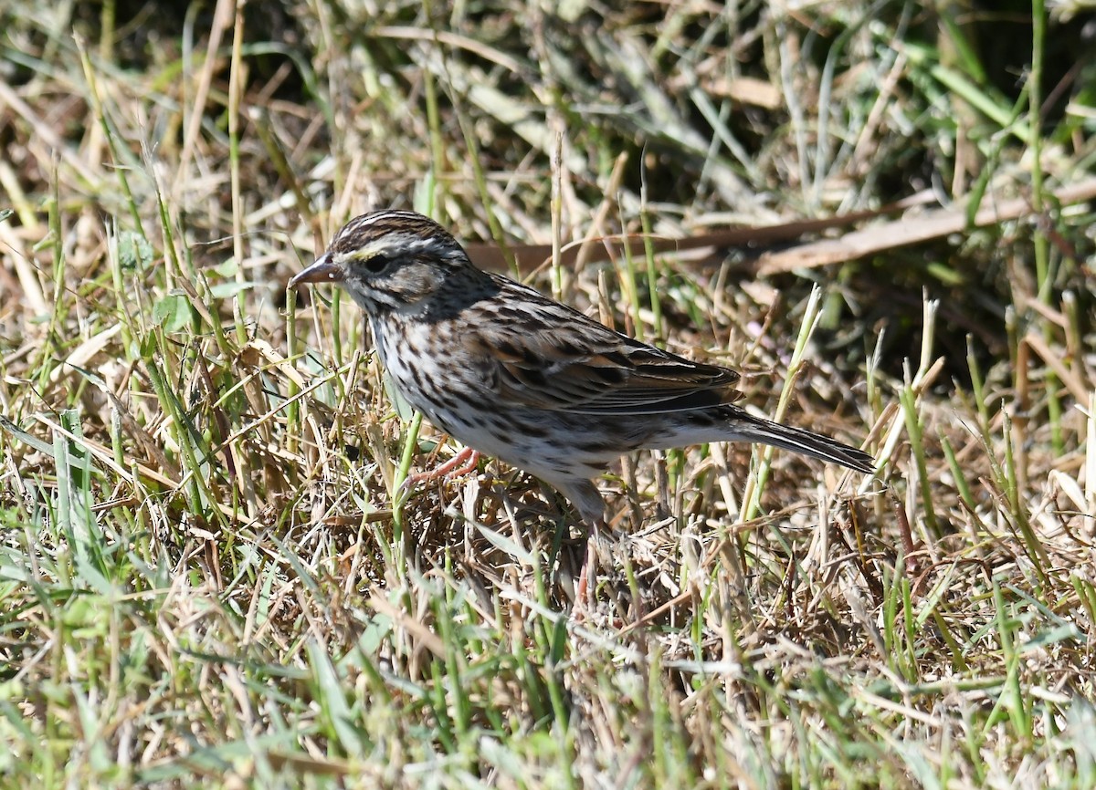 Savannah Sparrow - ML616941852