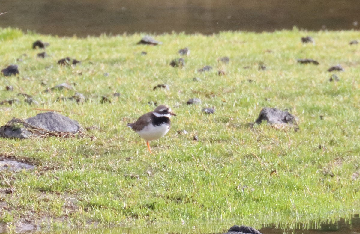 Common Ringed Plover - ML616941910