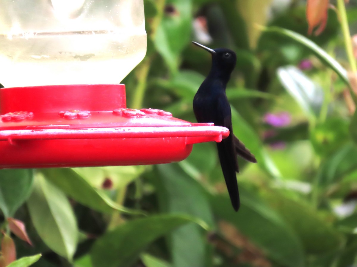 kolibřík královský - ML616941994