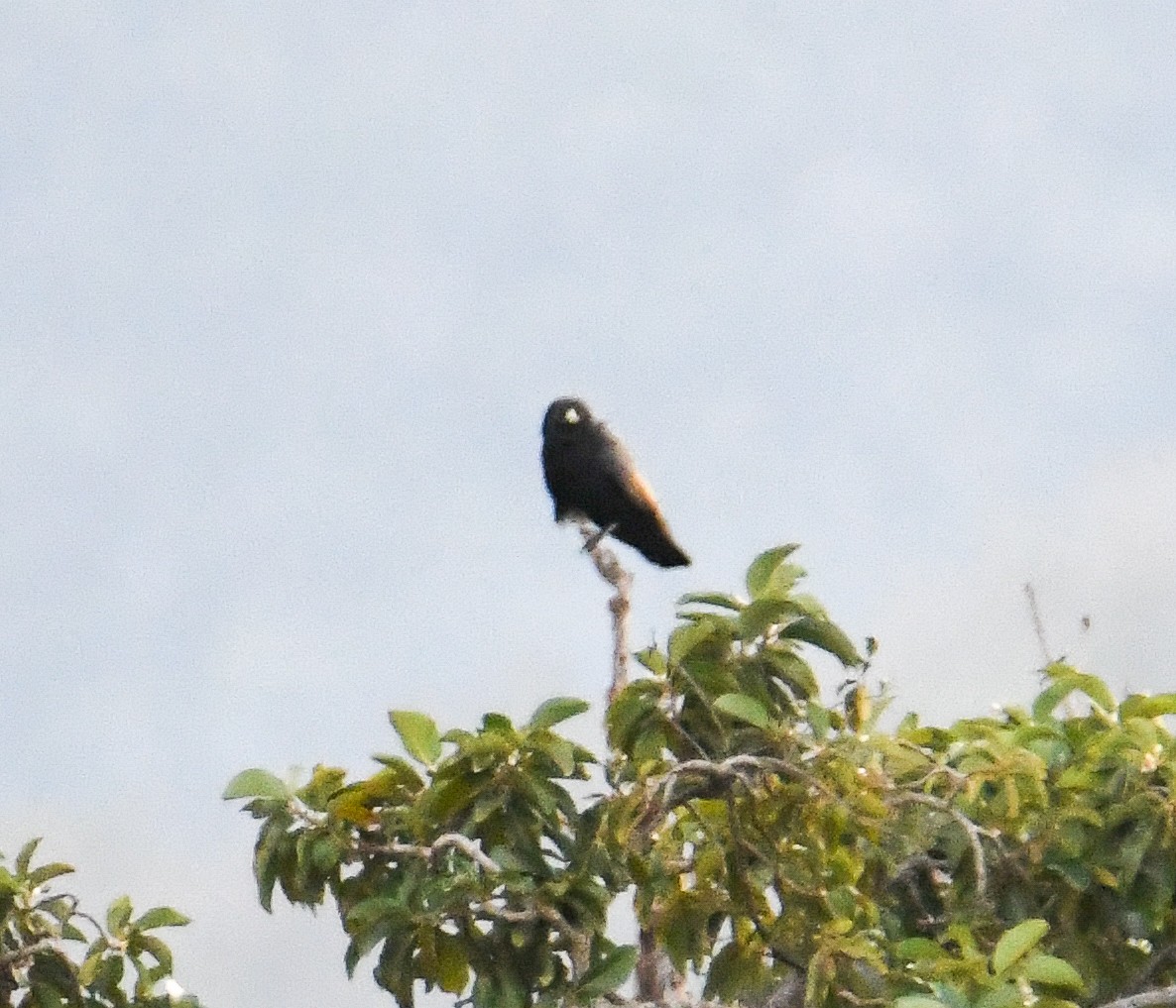 White-necked Crow - ML616942011