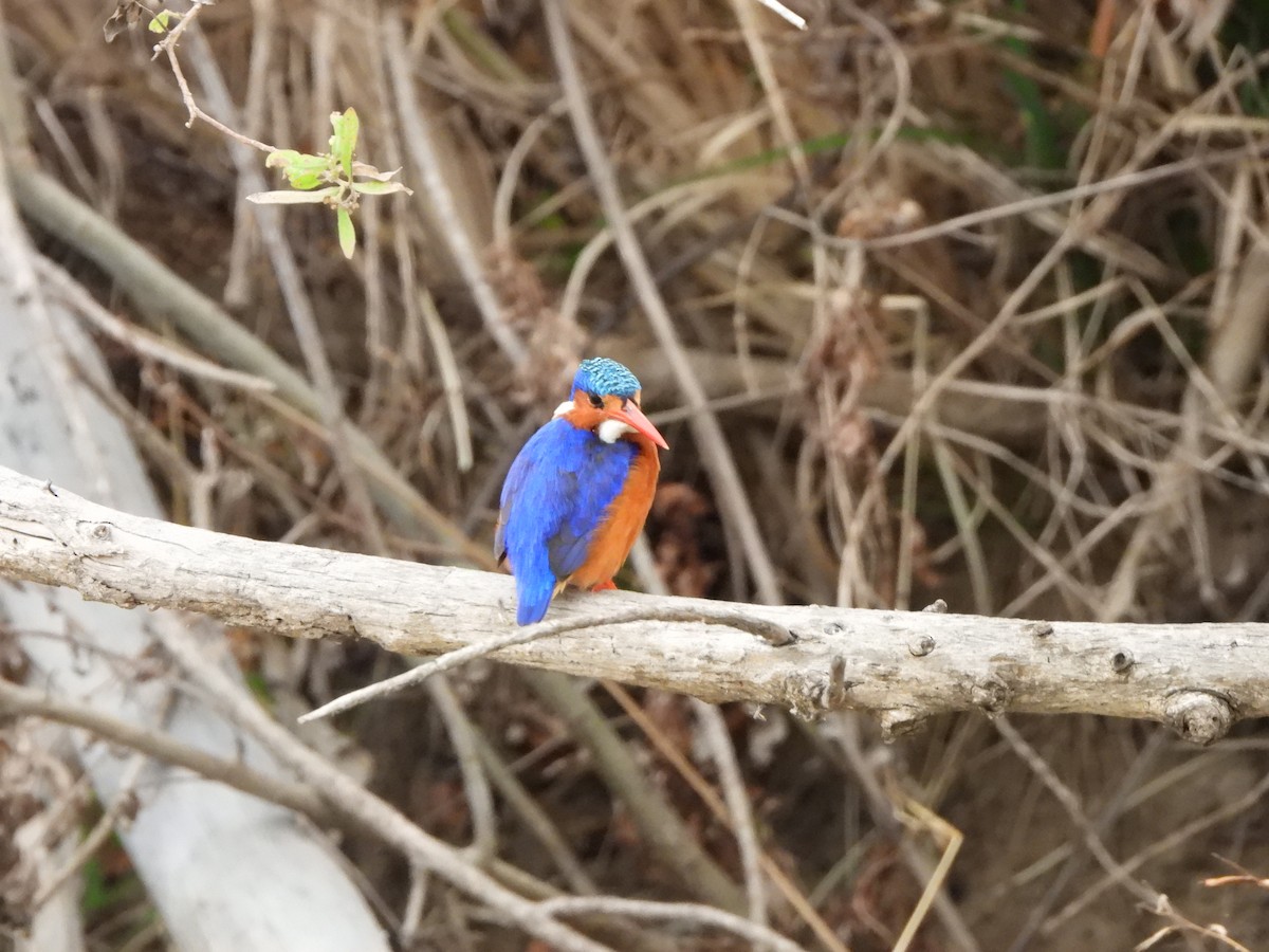 Malachite Kingfisher (Mainland) - ML616942022