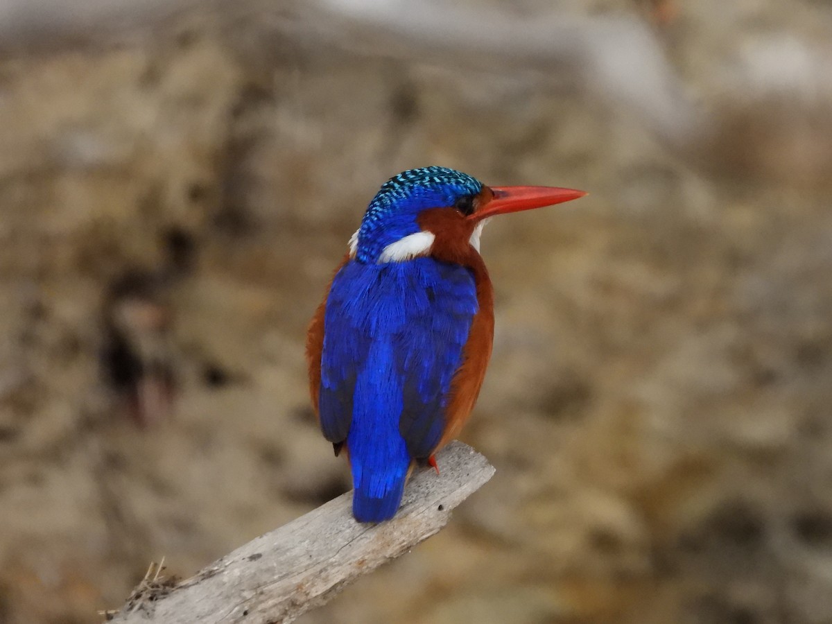Malachite Kingfisher (Mainland) - ML616942048