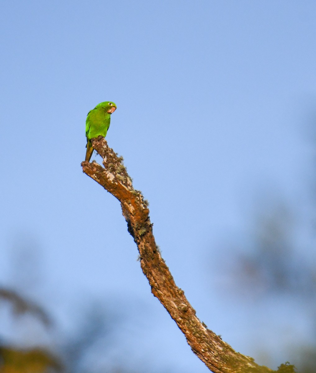 Hispaniolan Parakeet - David Chernack